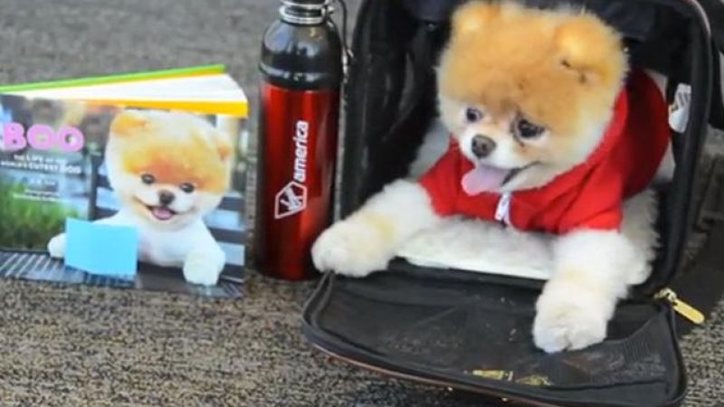 Virgin Airlines Use Cutest Living Thing For New Campaign