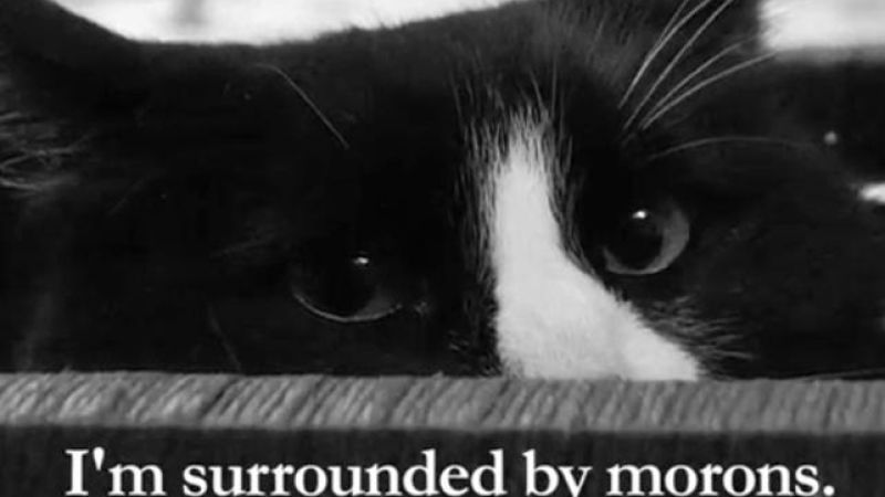 The Inaugural Internet Cat Video Film Festival Has Chosen Its Winners