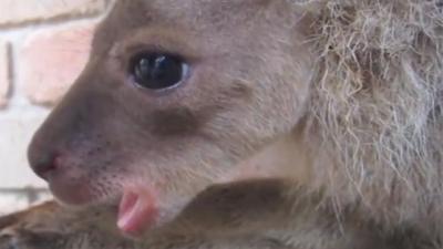 Yawning Kangaroo Is Further Proof Baby Australian Animals Are Having A Great Week