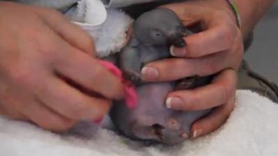 Orphaned Baby Echidna ‘Beau’ Will Melt Your Cold Heart