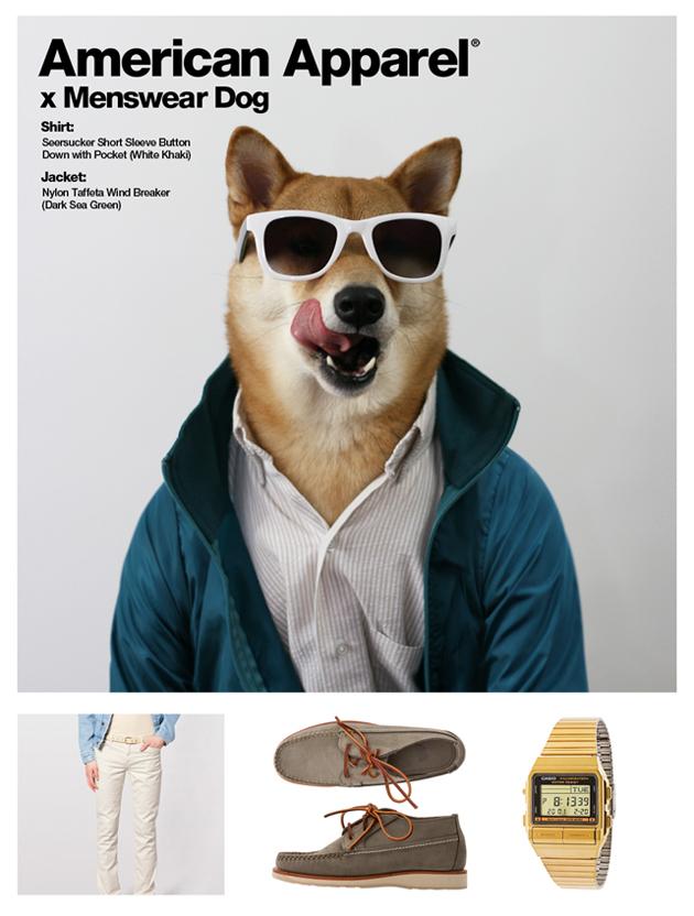 Your Favourite Chic Canine Menswear Dog Is Now An American Apparel Model