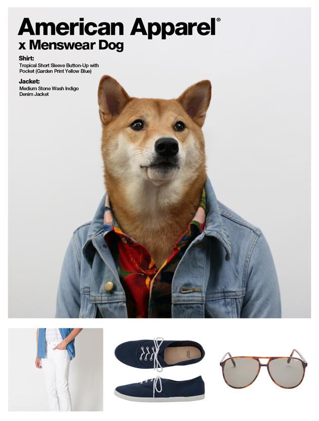 Your Favourite Chic Canine Menswear Dog Is Now An American Apparel Model