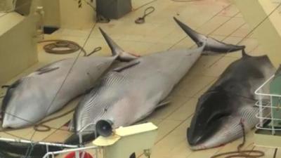 Sea Shepherd Urges Government To Stop “Gruesome, Bloody, Medieval” Whaling