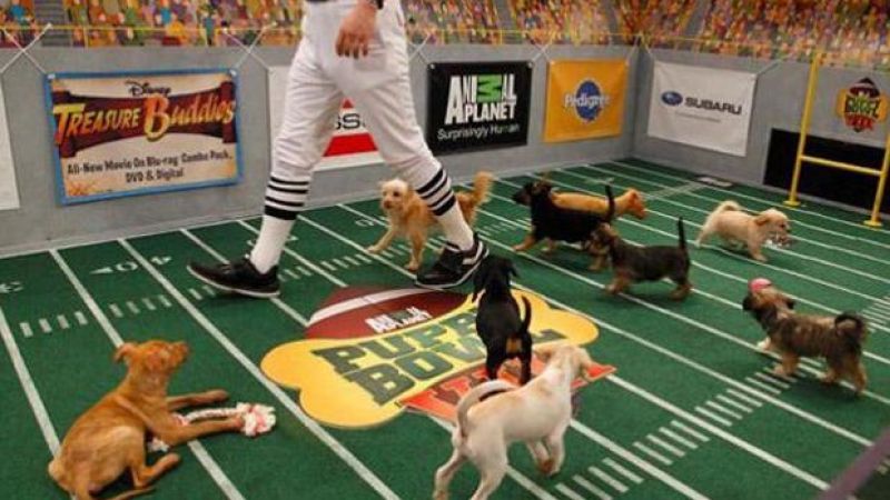 Details Emerge Of Cutest Sporting Event Of 2014: The Puppy Bowl