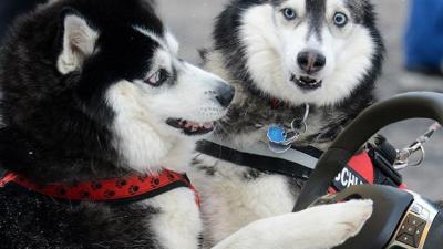 Husky Taxi Hotel Transfer Service Is The Number One Reason You Need To Visit Norway