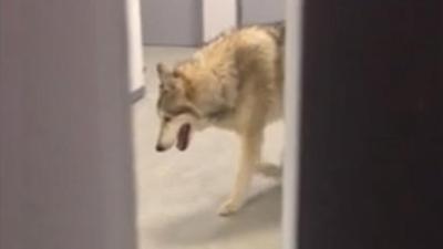 Wolves Are Casually Patrolling Hotel Hallways At The Sochi Winter Olympics
