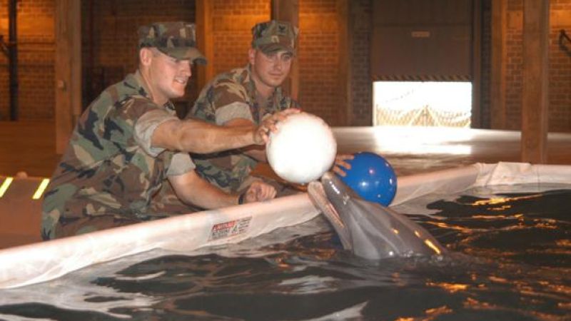 Russia Just Got Hold Of Ukraine’s Trained Military Dolphins, Confirms ‘Batshit Crazy’ Status