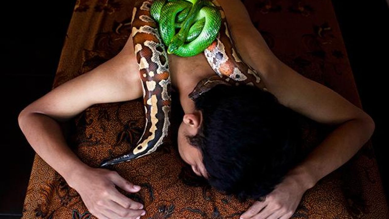 Melbourne Woman’s Trust Betrayed By Pet Python With Murderous Intent