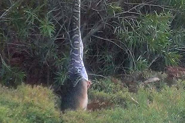 Snake Casually Eats Possum Whole While Suspended From Tree In Brisbane, Because ‘Straya, Again