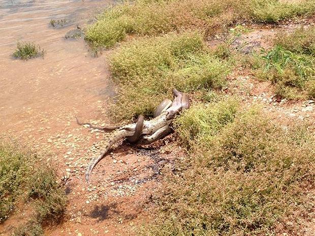 This Photo Of A Snake Eating A Crocodile Is The Most Terrifyingly Australian Thing Ever