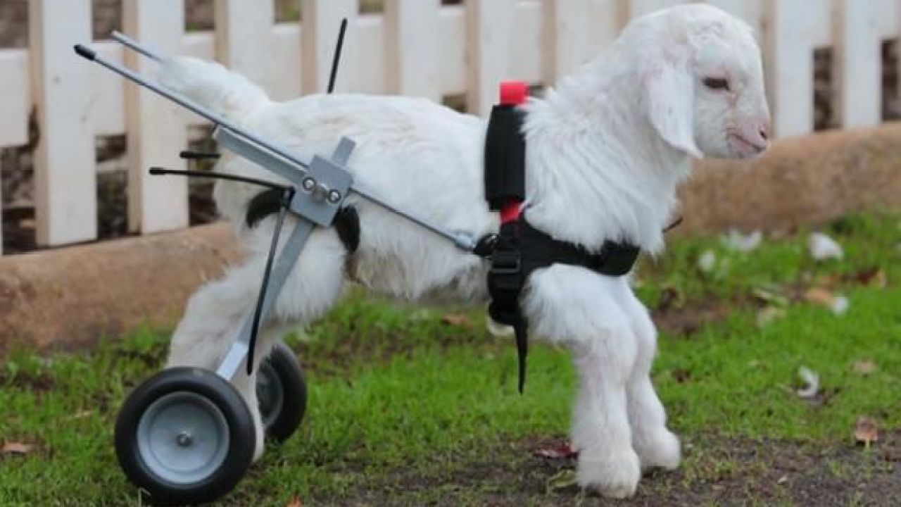 Look How Cute This Tiny Goat In A Cart Is