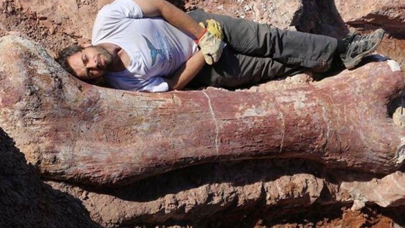 Biggest Dinosaur Ever Discovered In South America