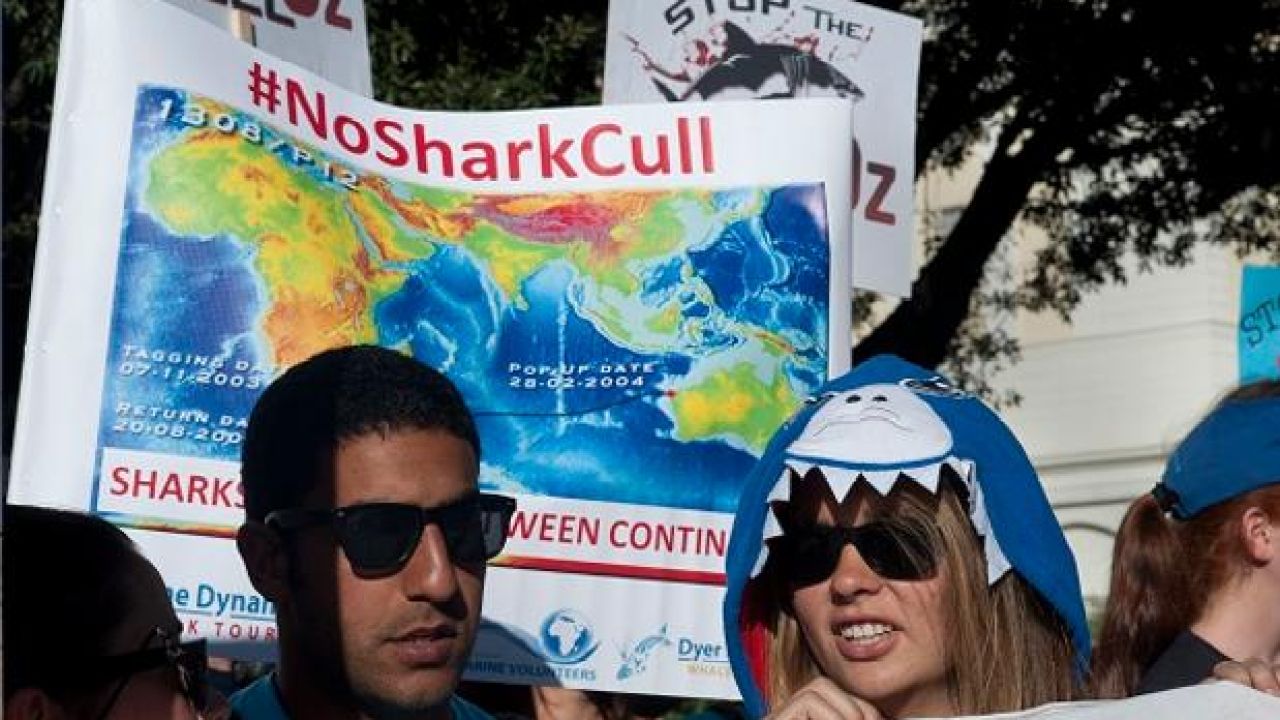 Review Recommends that W.A. Shark Cull Continue for Three More years