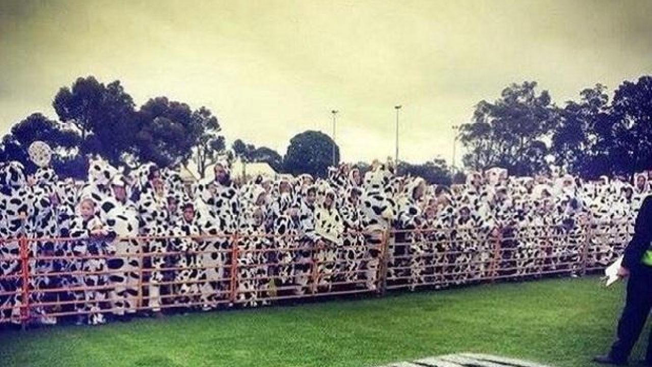 A W.A. Town Broke the World Record for People Dressed as Cows
