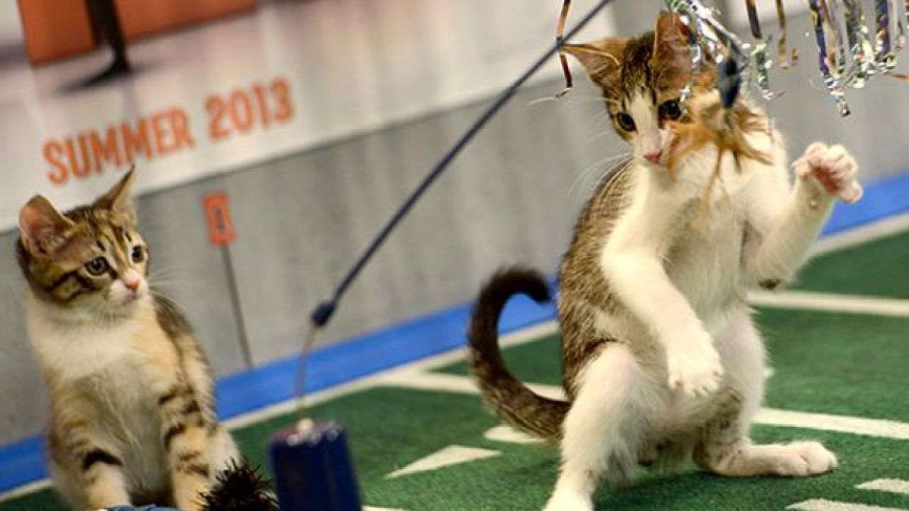 There’s Going To Be A Kitten Football League, Because We’ve Reached Peak Internet