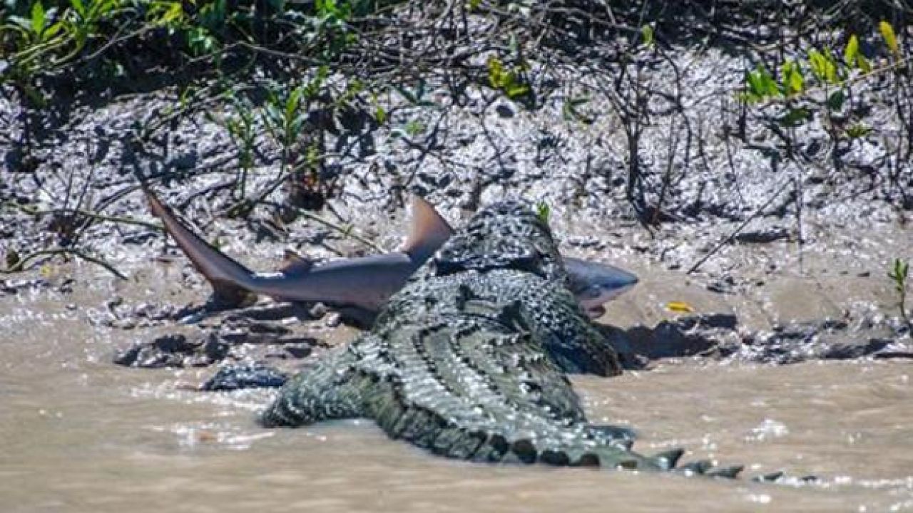 Tourist Photographs A Crocodile Named Brutus Eating A Shark