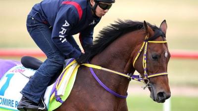 One Horse Dies, Another Critically Injured After Melbourne Cup