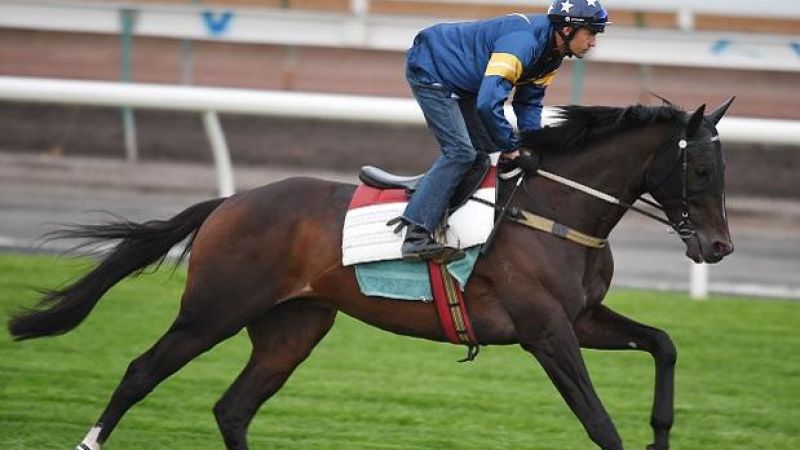 Second Horse, Araldo, Dies After Tragic Melbourne Cup Day