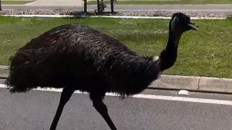 An Emu Walking Down A Suburban Road Is Everything Right With Our Nation
