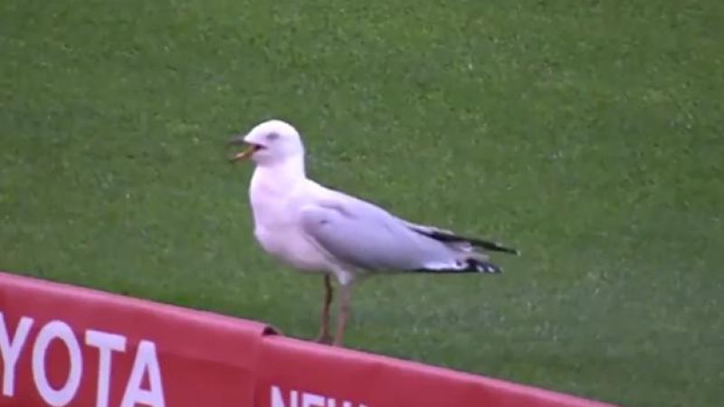 Battered Big Bash Seagull Makes Gutsiest Comeback In Cricket History