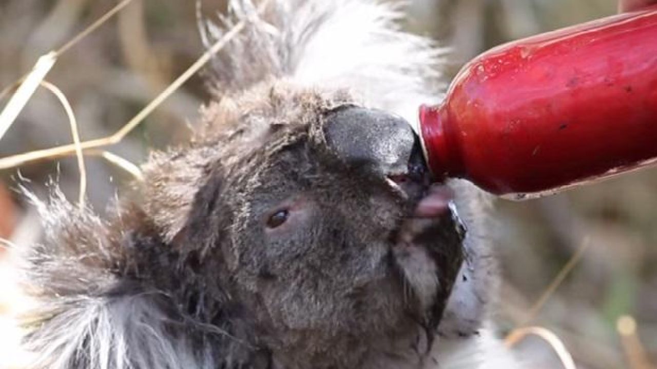 Videos Show Koalas Drinking Water in Scorching Conditions in S.A.
