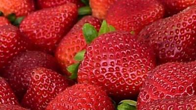Blood Donors Who Ate Recalled Berries Asked To Contact Red Cross