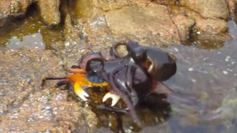 Gaze In Horror As An Octopus Drags A Crab Into Hell’s Murky Depths