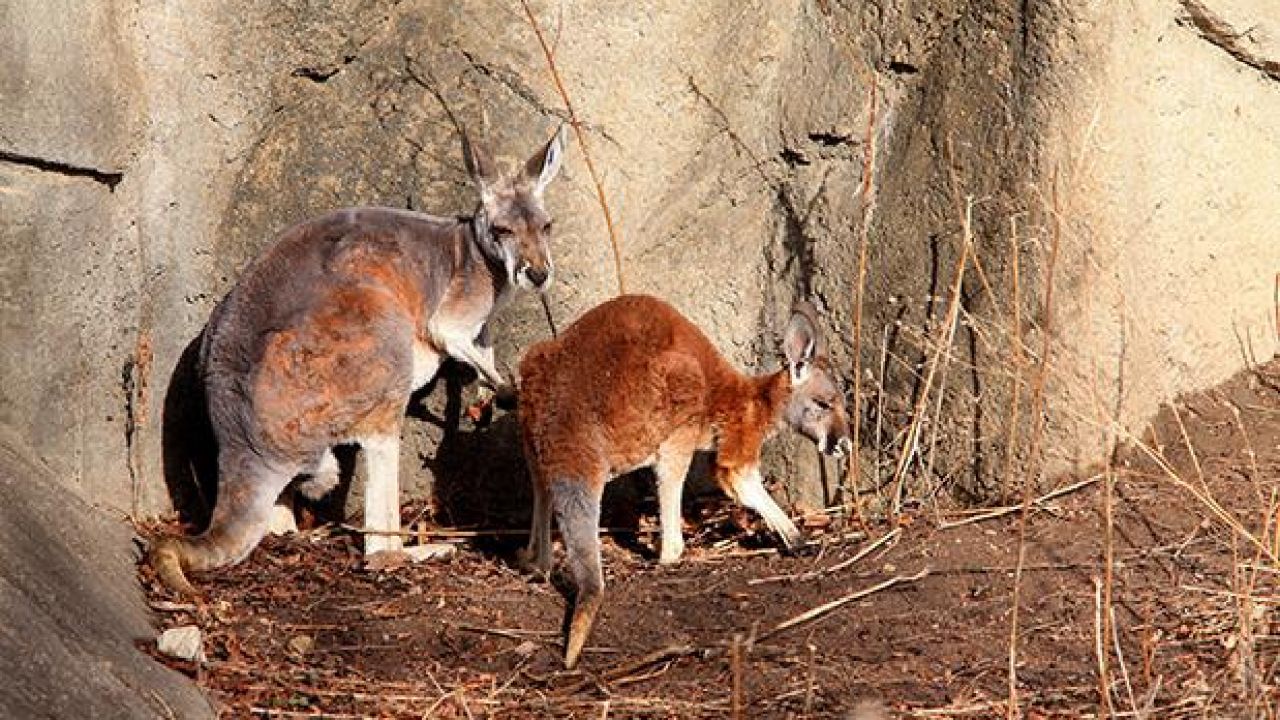 Melbourne Teen Plotted To Attack Police With Explosives-Packed Kangaroo