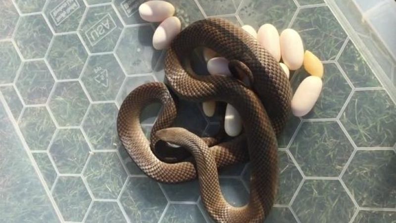Pregnant Snake Nests Under Adelaide Fridge And There’s Video Oh God Why