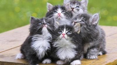 Drop Goddamn Everything Because The RSPCA Is Giving Away Free Kittens