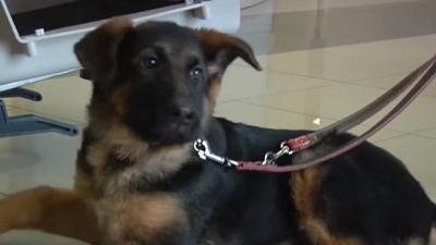 The Police Pup Gifted To France As Diesel’s Successor Is Reporting For Duty