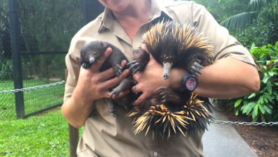 The Currumbin Echidna Puggle Has A Name, May Kill You With Cuteness
