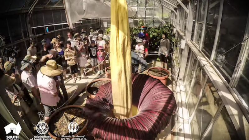 SA Hits Stinky Jackpot Twice In A Row With Another Corpse Flower Bloom