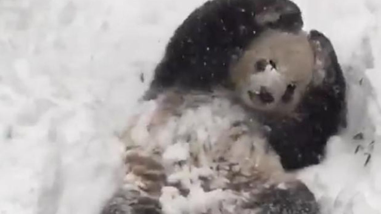 Watch This Panda Enjoy The Shit Out Of America’s Storm Jonas, And Weep