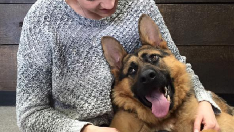 Pup-Lovers Vie To Adopt Quasimodo, The Adorable Doggo Born With No Neck