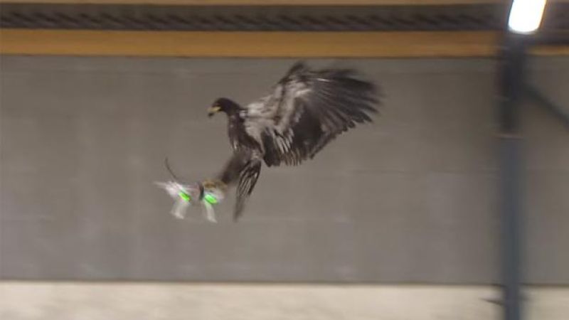 WATCH: Dutch Police Are Training Motherfucking Eagles To Take Out Drones