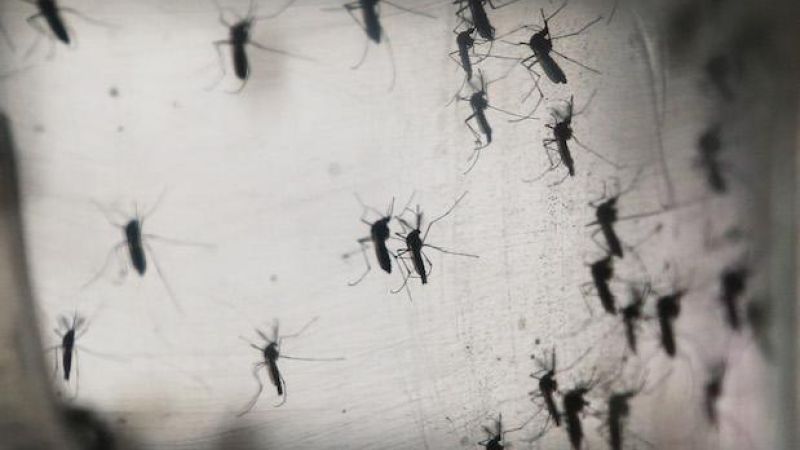 QLD Homes & Businesses Mass-Sprayed For Mozzies After Zika Virus Scare