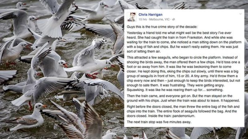 Giant Killjoy Intent On Soiling Our Dreams ‘Debunks’ Glorious Seagull Story