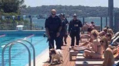 So That Photo Of A Police Sniffer Dog At A Sydney Pool Is Actually From 2014