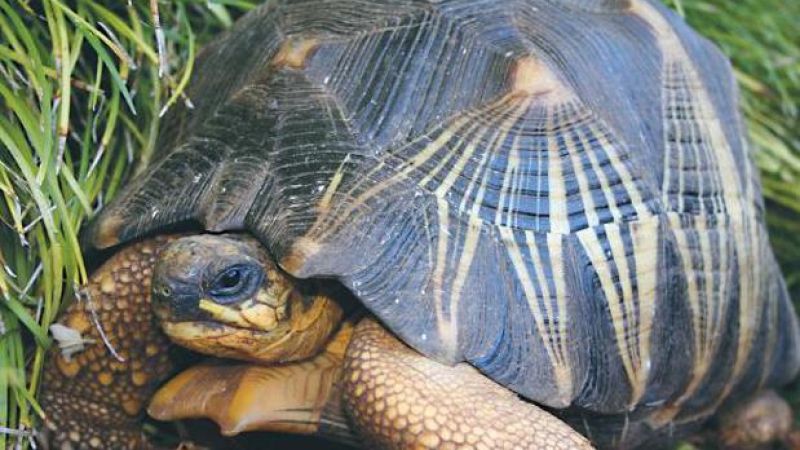 Some Absolute Jerkhole Stole An Endangered Tortoise From The Perth Zoo