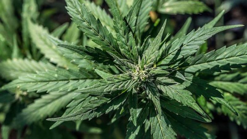WAHOO! Legislation For Medicinal Marijuana Growers Gets Green Light