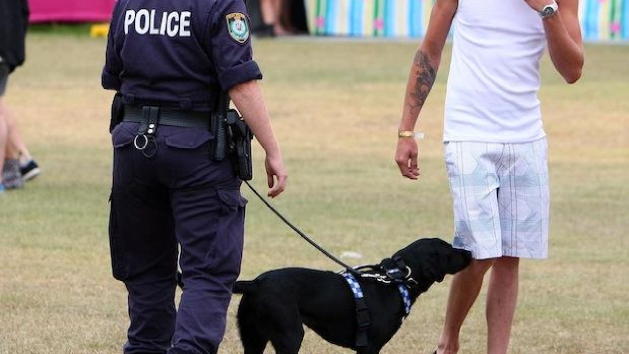 NSW Police Minister Wants Festivals To Cough Up For Sniffer Dog Searches