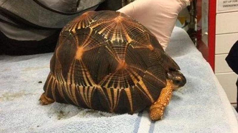 HAPPY DAYS: The Rare Tortoise Nicked From Perth Zoo Is Safely Back Home