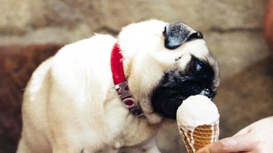 Doggy Gelato Is Here To Let You Spoil Your Pupper Rotten, Guilt-Free