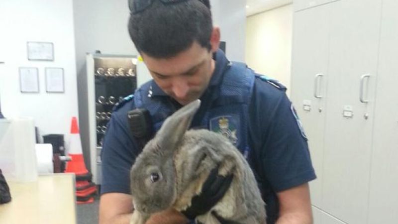 Ballsy Sod Tries To Fool Cops By Passing Off Illegal Rabbit As Guinea Pig