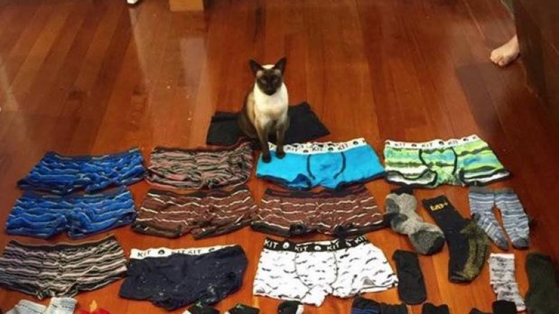 Criminal Cat Caught Nicking Tons Of Male Underwear From Clotheslines In NZ
