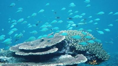 A Whopping 95% Of The Northern Great Barrier Reef Suffers Coral Bleaching