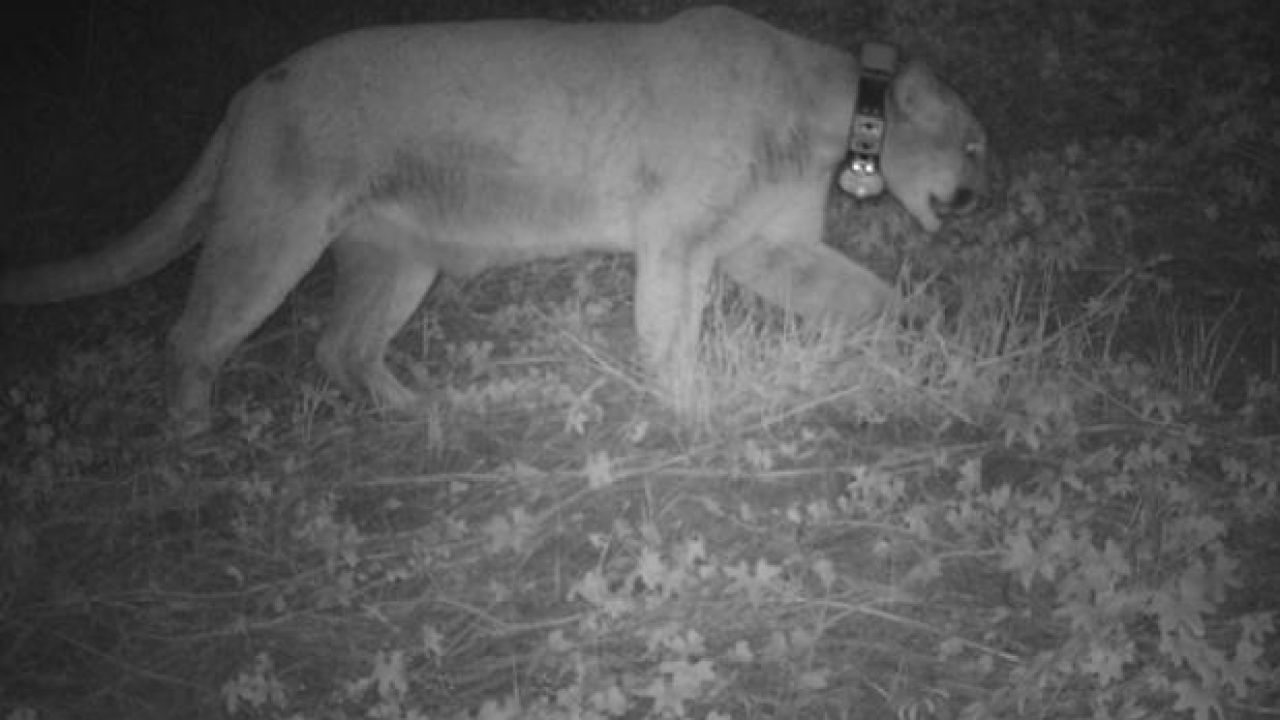 A Mountain Lion Broke Into LA Zoo And Straight-Up Murdered A Koala