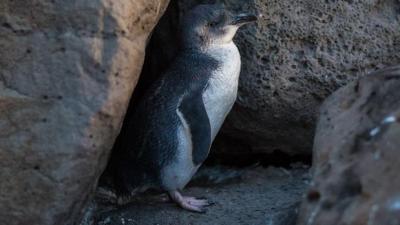 Oh FFS: Absolute Flogs Have Attacked Melbourne’s Little Penguin Colony
