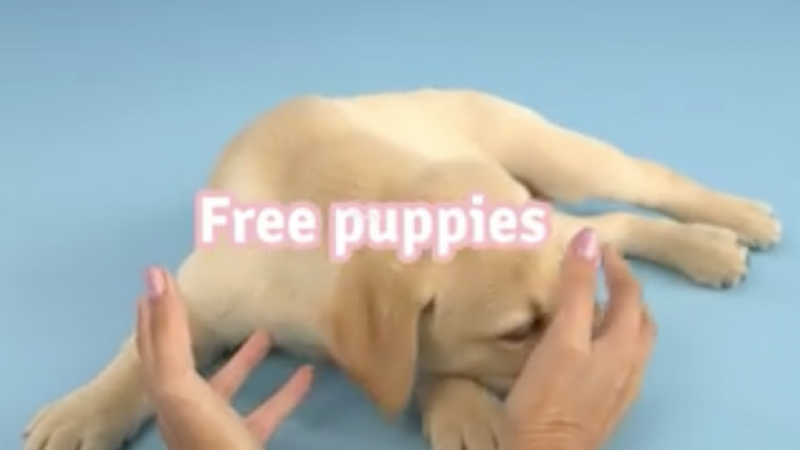 Here’s A Legit Way To Get A Free Puppy Every Year For The Rest Of Your Life